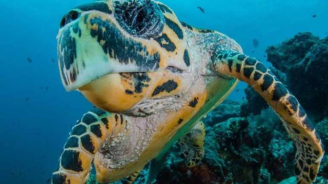 Scuba Junkie