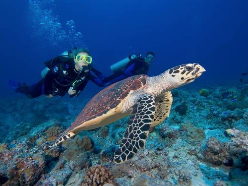Australian Diving Instruction