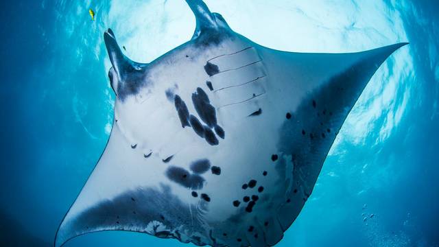 Kriss Bali Diving - Scuba School & Trips
