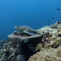 Reef Turtle Dive Center / Centro de Buceo PADI en Siquijor (Spanish/French/English)