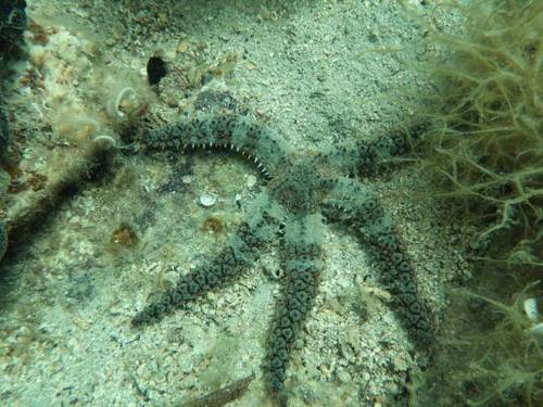 Gorgona Divers 5 star PADI Dive Resort
