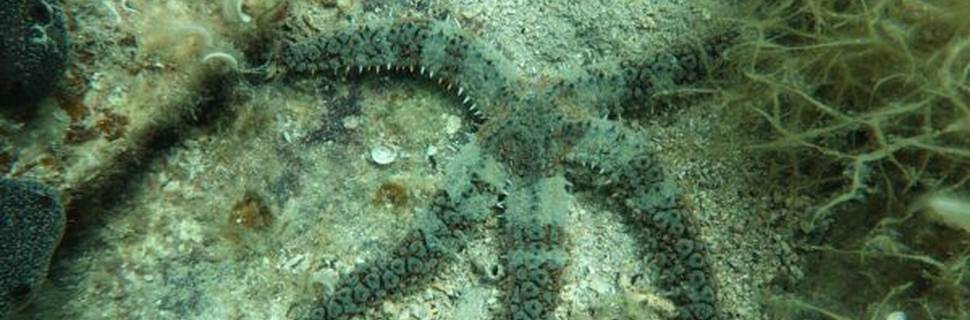 Gorgona Divers 5 star PADI Dive Resort
