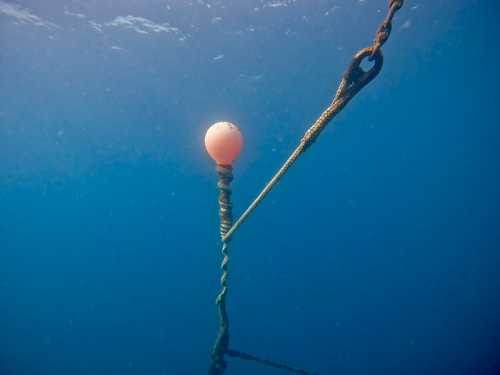 Dive Coaching Australia