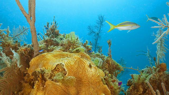 Dive Exuma
