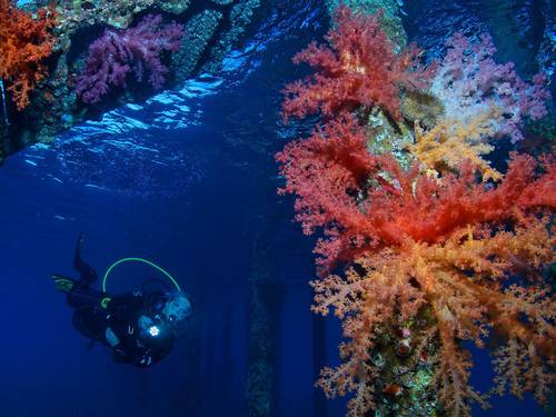 Hammerhead Dive Center Aqaba