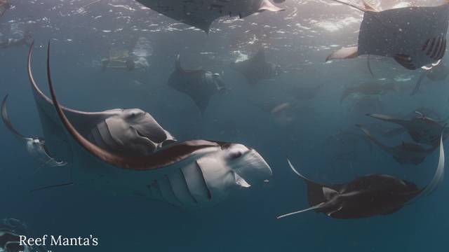 diveOceanus Royal Island