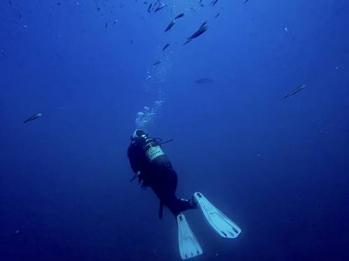 Albadive