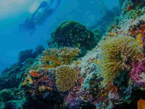 Meridian Adventure Dive