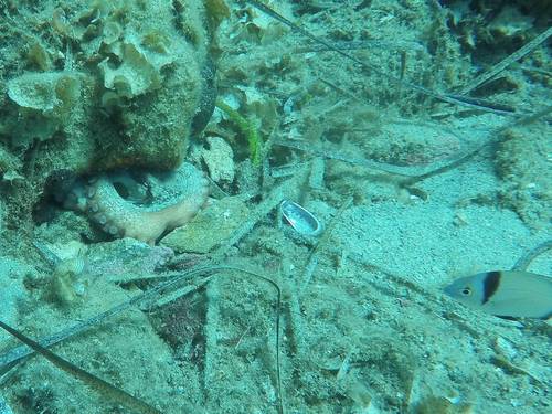 Dolphin Diving Skiathos