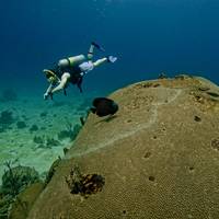 Tobago Dive Experience