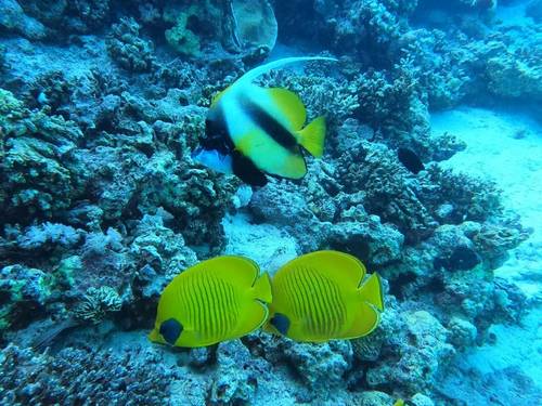 Dive X Egypt