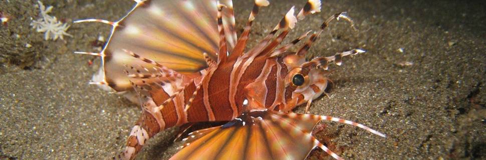 Bali Fab Dive Center