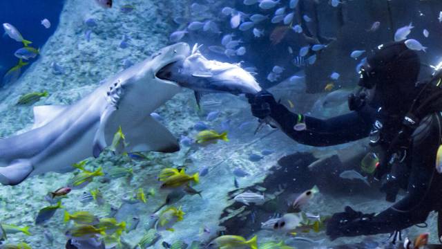 Aquarium Shark Dive
