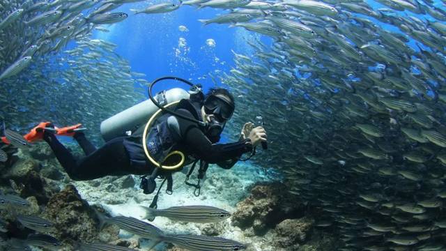 Scuba Iguana
