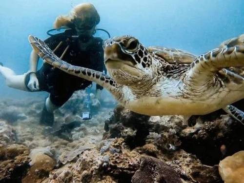 Calico Jacks Diani