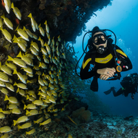 Bongo Bongo Divers
