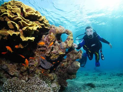 Nautilus Red Sea