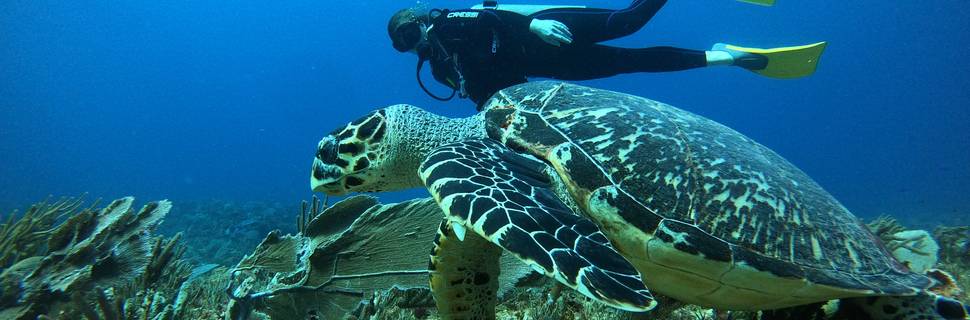 Manta Dive & Snorkel Cancun