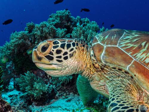Bohol Divers Club