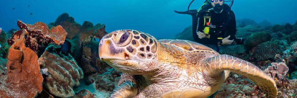 Bali Hai Diving Adventures Lembongan