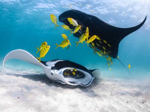 Ningaloo Reef Dive & Snorkel
