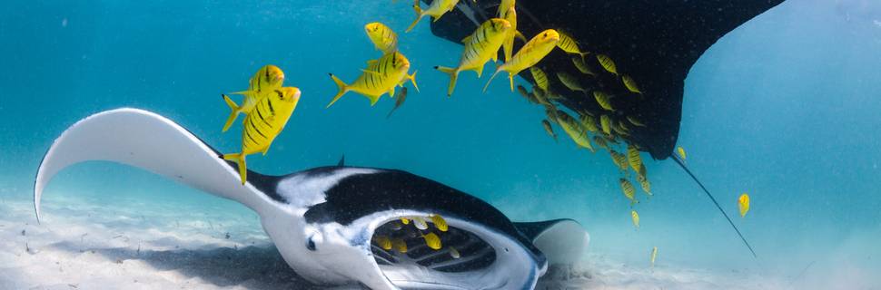 Ningaloo Reef Dive & Snorkel