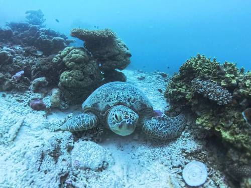 Southern Maldives divers