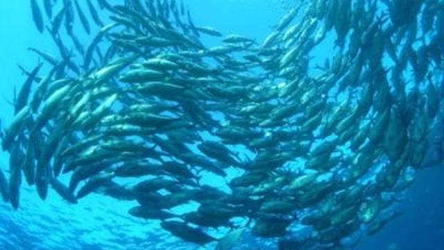 Maxdive Japan