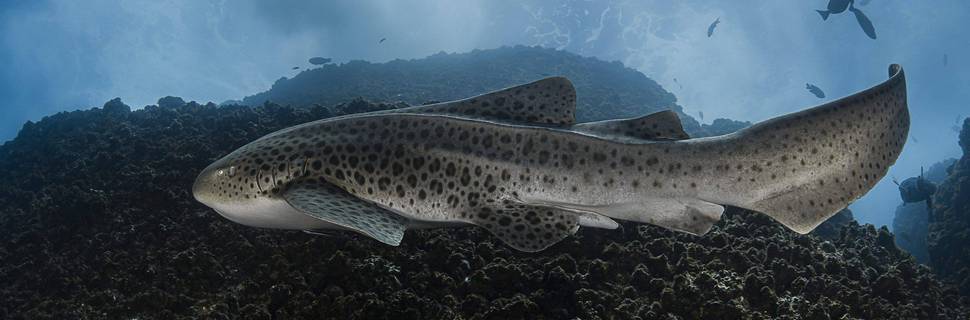 Wolf Rock Dive Centre