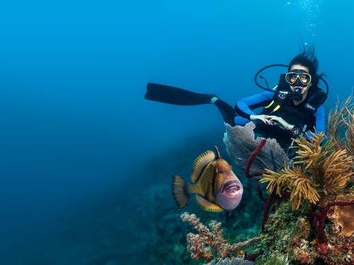 Reef Oasis Viva Dominican