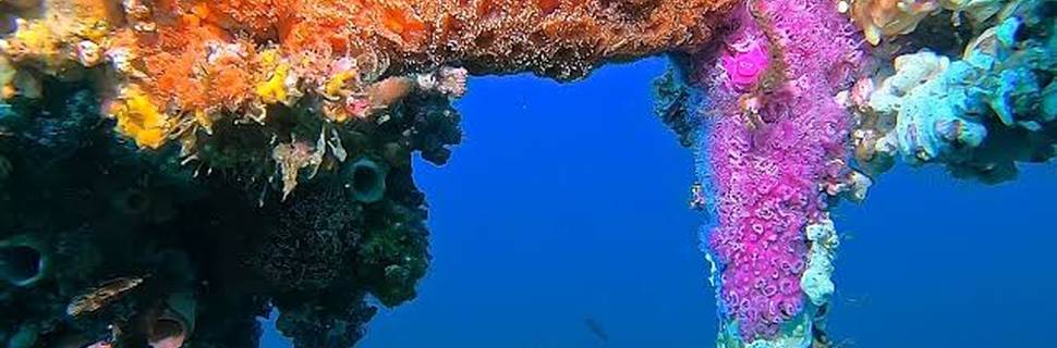 Central Coast Divers