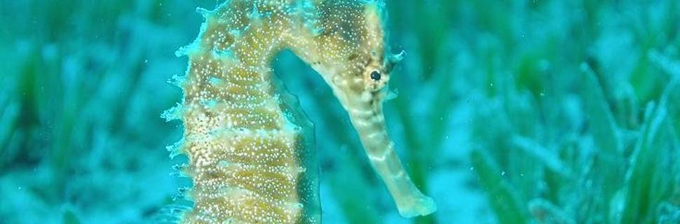 Blue Realm