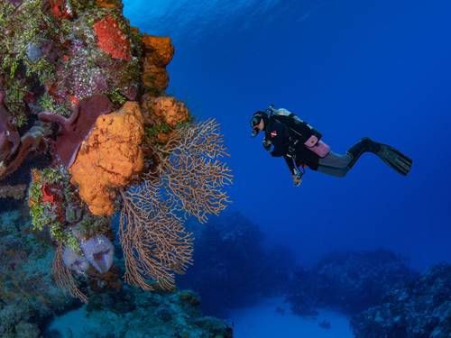 Aldora Divers