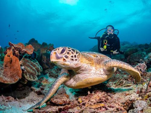 Bali Hai Diving Adventures Lembongan
