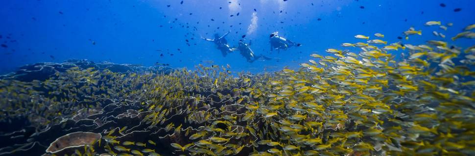 Palawan Divers