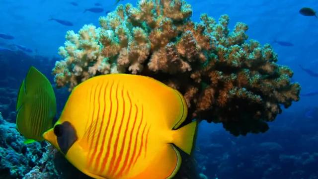 Tauchen Hurghada Diving Forever - Deutsche Tauchschule vom Cmas - Padi - Ssi - I.a.c.