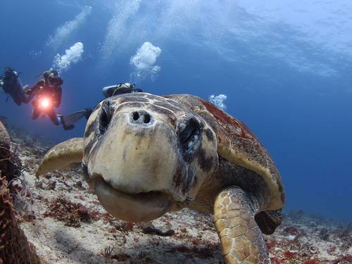 Phantom Divers