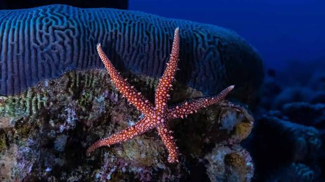Coral Garden Diving Center