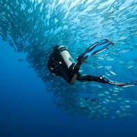 Seal Diving