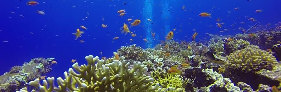 Freedom Divers Safaga - Dive Center