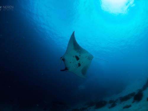 NEREN Diving Komodo - Dive Into Life