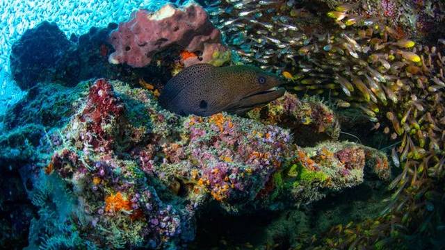 Scubaspa Maldives