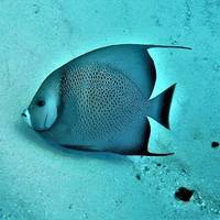Ultimate Scuba Adventures