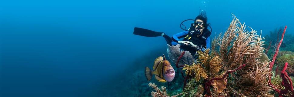 Reef Oasis Viva Dominican