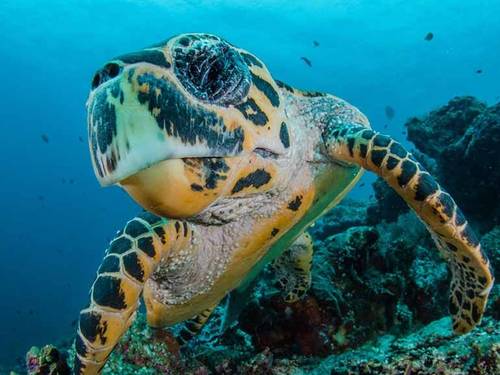 Scuba Junkie
