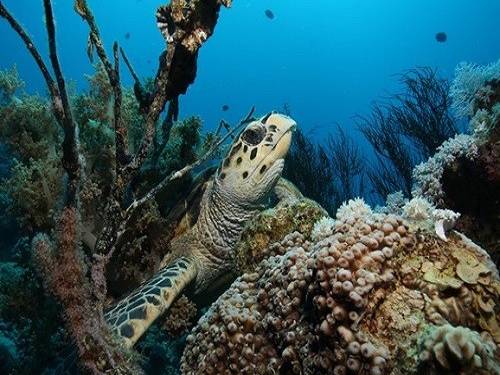 Sinai Divers Aqaba