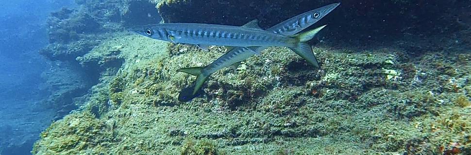 MÓN DIVING