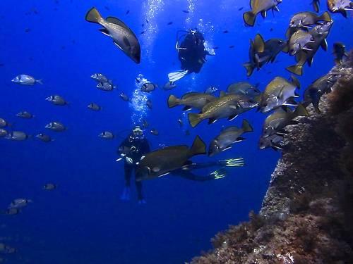 Roccaruja Diving Center