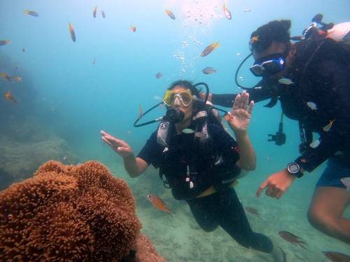 Blue Corals Dive