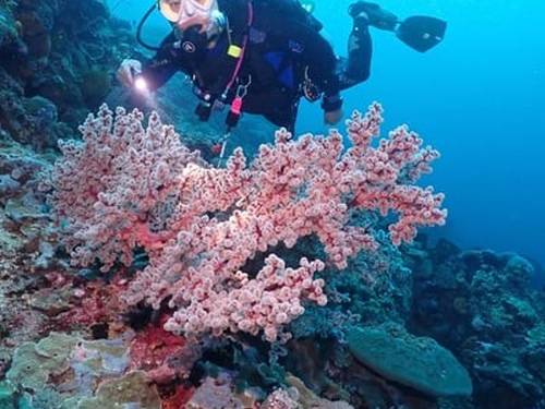 Rumblefish Malaysia